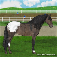 Horse Color:Brown Dun Appaloosa Brindle 