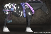 Horse Color:Black Appaloosa 