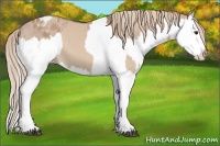 Horse Color:Red Dun Splash and Red Dun Splash Appaloosa