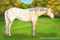 Horse Color:Palomino Appaloosa 