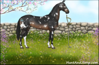 Horse Color:Gray White Spotted Brown 