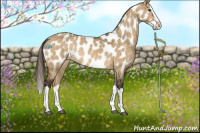 Horse Color:Buckskin Dun Splash Near Leopard Rabicano 