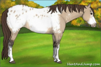 Horse Color:Bay Dun Frame Appaloosa 