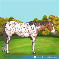 Horse Color:Bay Splash Appaloosa