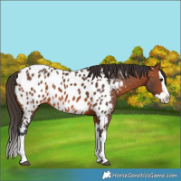 Horse Color:Bay Splash Near Leopard 