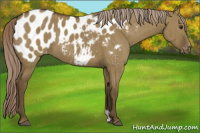 Horse Color:Chocolate Palomino Dun Appaloosa Brindle