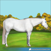 Horse Color:Liver Chestnut Pearl Splash Appaloosa 