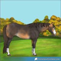 Horse Color:Buckskin 
