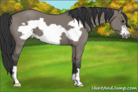 Horse Color:Grullo Frame 