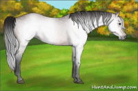 Horse Color:Gray Bay 