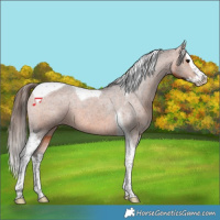Horse Color:Bay Splash Tobiano Appaloosa