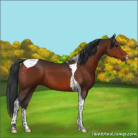 Horse Color:Bay Tobiano