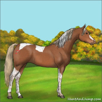 Horse Color:Chestnut Tobiano