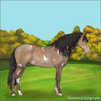 Horse Color:White Spotted Sable Champagne
