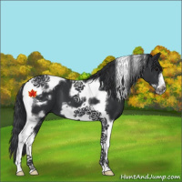 Horse Color:Black Tobiano Frame