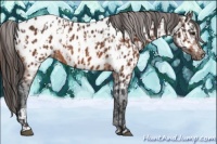 Horse Color:Bay Appaloosa  and Bay Appaloosa 