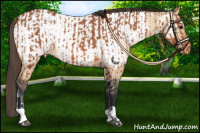 Horse Color:Bay Varnish  and Bay Dun Near Fewspot 