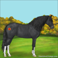 Horse Color:Blue Roan Varnish