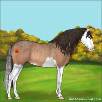 Horse Color:Buckskin Roan Splash Rabicano 