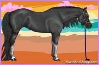 Horse Color:Blue Roan Tobiano 