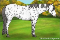 Horse Color:White Spotted Blue Roan Frame Appaloosa Brindle