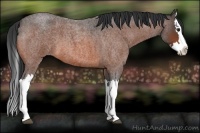Horse Color:Bay Roan Splash 