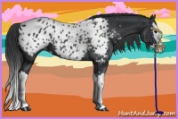Horse Color:Black Splash Appaloosa 