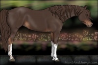 Horse Color:Liver Chestnut  and Liver Chestnut 