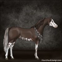 Horse Color:Liver Chestnut  and Liver Chestnut Splash 