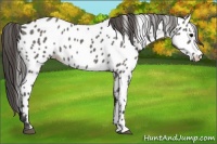 Horse Color:Grullo Appaloosa 