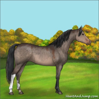 Horse Color:Brown Dun 