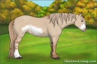 Horse Color:Red Dun Frame 