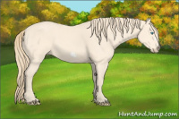 Horse Color:Perlino Frame 