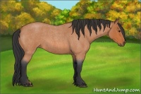 Horse Color:Bay Roan 