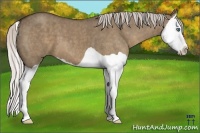 Horse Color:Silver Grullo Splash Brindle