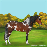 Horse Color:White Spotted Brown 