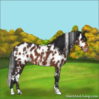 Horse Color:White Spotted Brown Appaloosa 