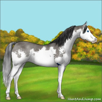 Horse Color:Grullo Splash 