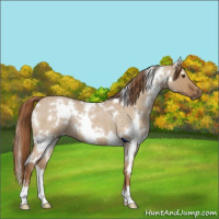 Horse Color:White Spotted Red Dun Roan 