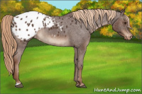 Horse Color:Liver Chestnut Appaloosa Rabicano 