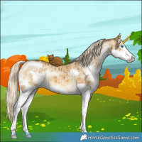 Horse Color:Chocolate Palomino Dun Sabino Splash Brindle 