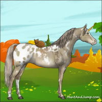 Horse Color:White Spotted Chocolate Palomino Ice Dun Mushroom Sabino Appaloosa