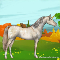 Horse Color:White Spotted Liver Red Dun Pearl Sabino Brindle