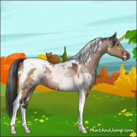 Horse Color:White Spotted Brown Dun Tobiano 