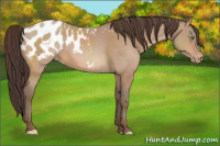 Horse Color:Amber Champagne Appaloosa Rabicano 