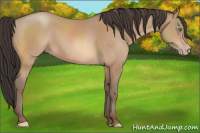 Horse Color:Amber Champagne Rabicano 