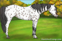 Horse Color:Brown Near Leopard Rabicano 