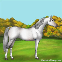 Horse Color:Gray Bay Tobiano Rabicano 