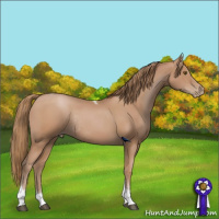 Horse Color:Black Pearl Sabino Tobiano Rabicano