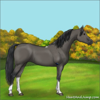 Horse Color:Grullo Sabino Tobiano